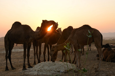 pushkar